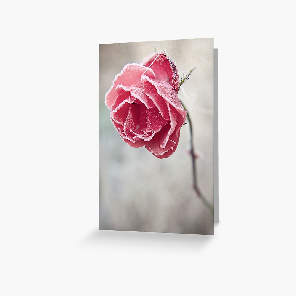 Frosted Red Rose Greeting Card