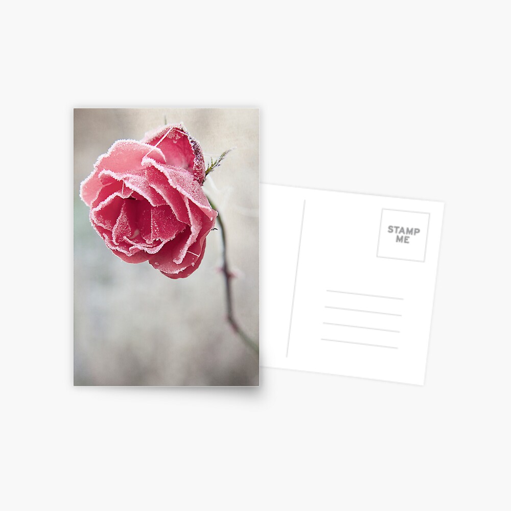 Frosted Red Rose Postcard