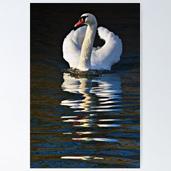 Item preview, Mute swan - Cygnus olor designed and sold by David Lewins.