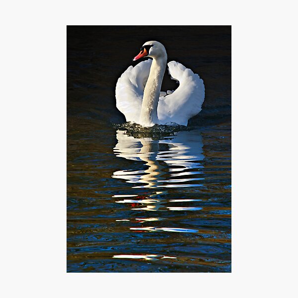 Item preview, Mute swan - Cygnus olor designed and sold by David Lewins.