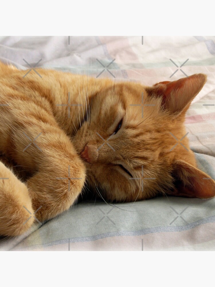 Ginger Cat Sleeping by FrankieCat