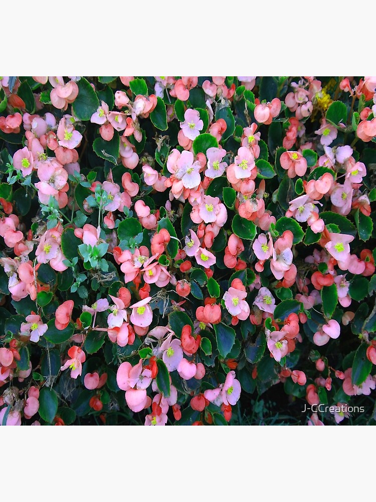 Bloomin Begonias by J-CCreations