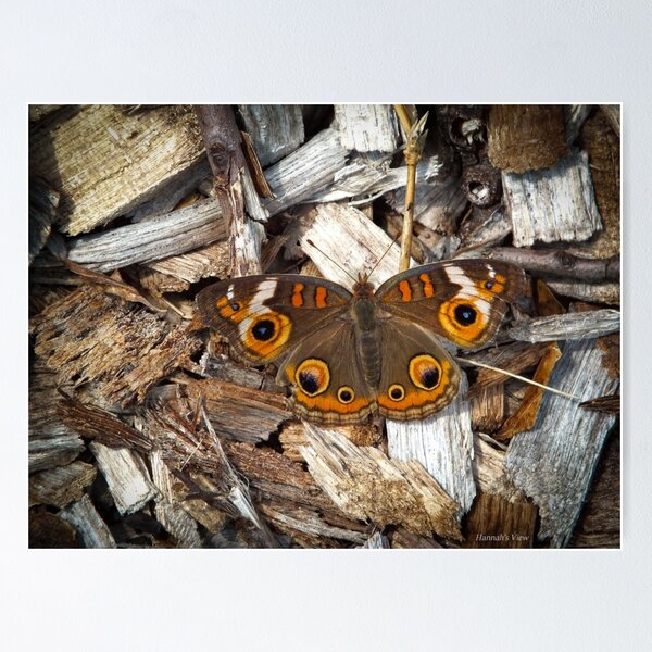 Item preview, A Common Buckeye designed and sold by hannahsview.