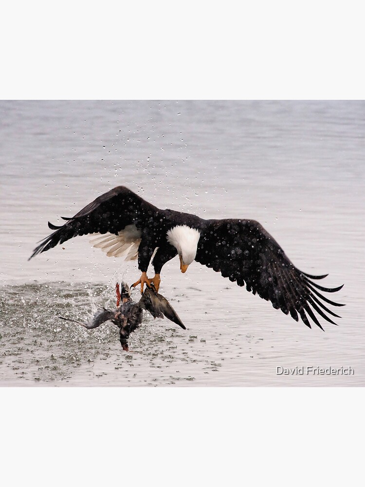 Eagle Catching Fish Mesh Cap Black / One Size