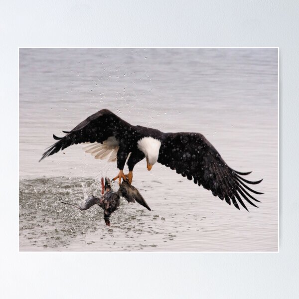 Bald Eagle Captures Duck