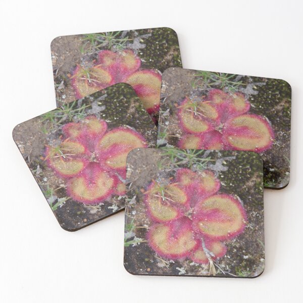 Item preview, Pink Serpentine Drosera (sundew) designed and sold by lezvee.