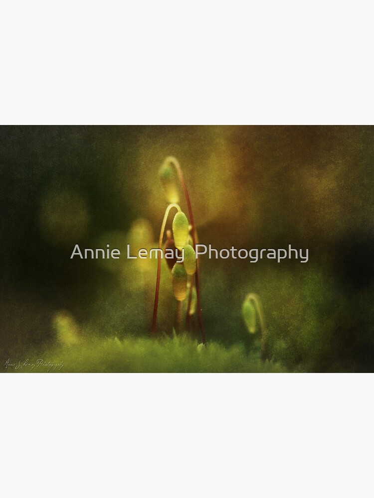 November's Moss by ajlphotography