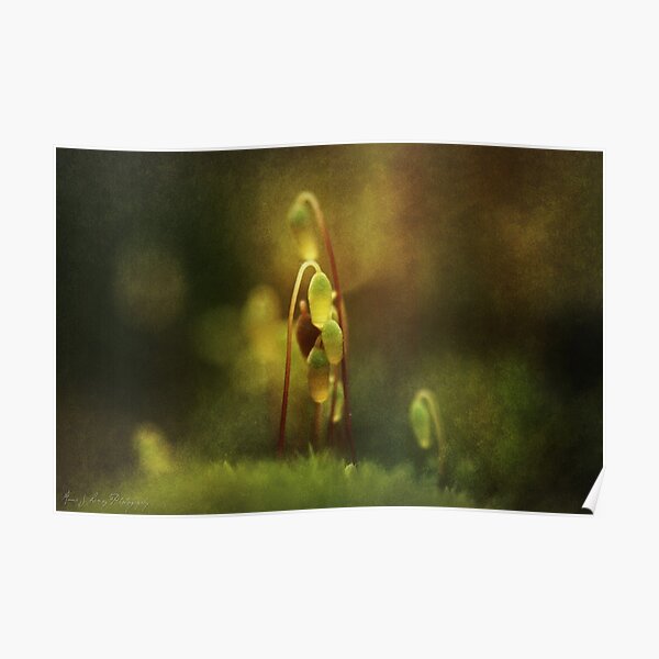 November's Moss Poster