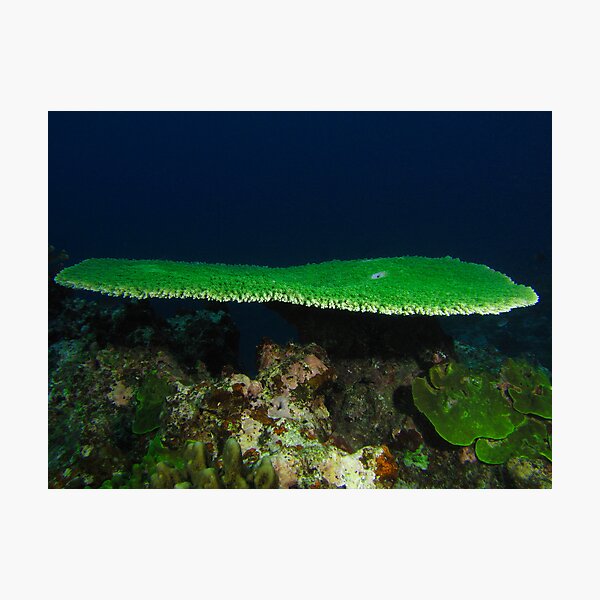 Hideaway Coral Photographic Print