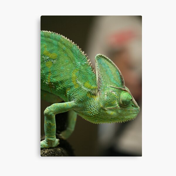 Chameleon Canvas Print