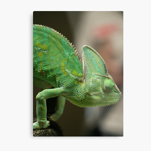 Chameleon Metal Print