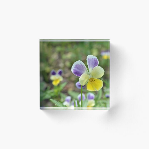Purple Yellow Pansy Acrylic Block