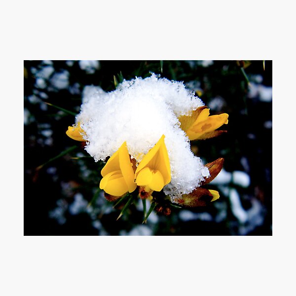 Self-Care for Snow-Days Photographic Print