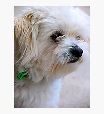 Casper Photographic Print