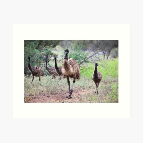 Item preview, Family Gathering - Emus designed and sold by Michael Selge.