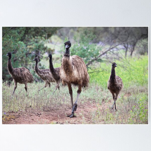 Item preview, Family Gathering - Emus designed and sold by Michael Selge.