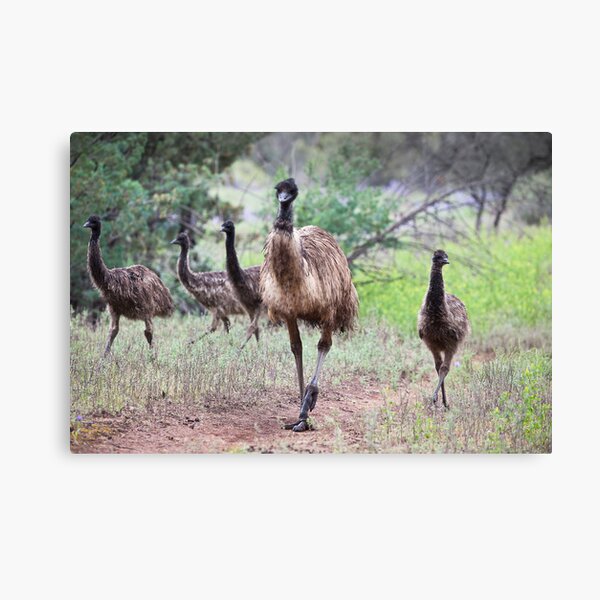 Item preview, Family Gathering - Emus designed and sold by Michael Selge.