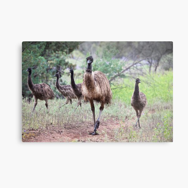 Item preview, Family Gathering - Emus designed and sold by Michael Selge.