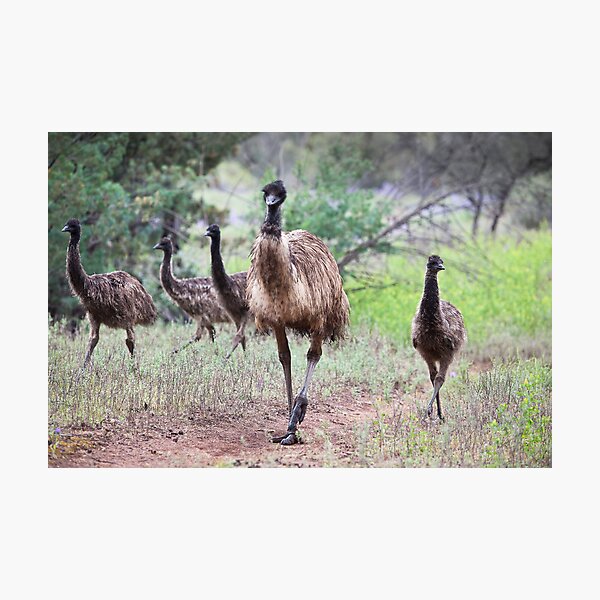 Item preview, Family Gathering - Emus designed and sold by Michael Selge.