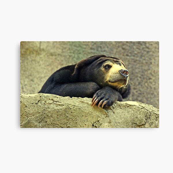 "The Malayan Sun Bear..." Canvas Print
