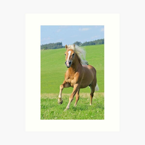 Haflinger horse stallion Kunstdruck