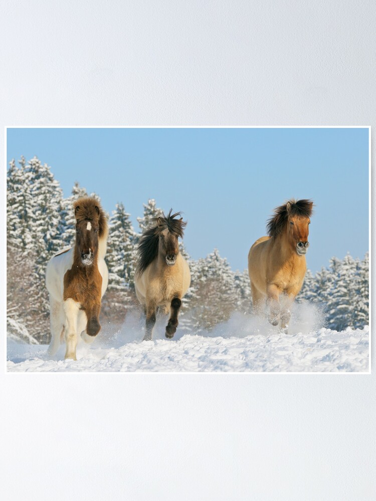 Poster Trois Chevaux Islandais En Hiver Par Mgrebler Redbubble