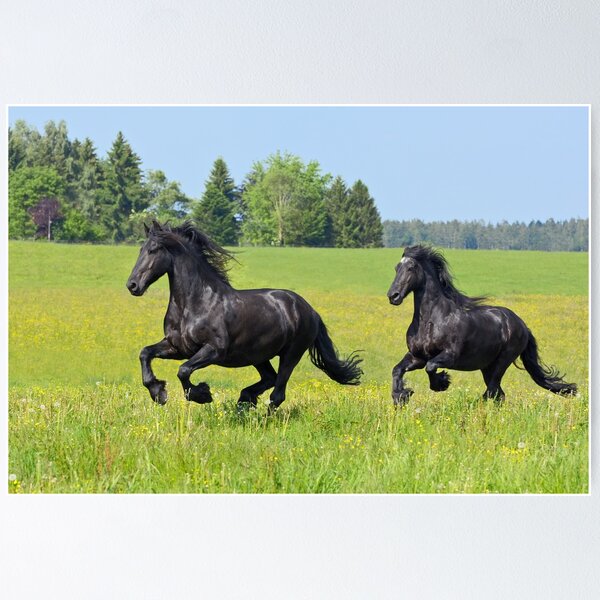 Item preview, Friesian horses designed and sold by MGrebler.