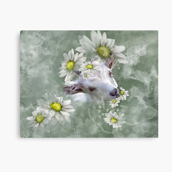 Don't Eat the Daisies Baby Goat Canvas Print