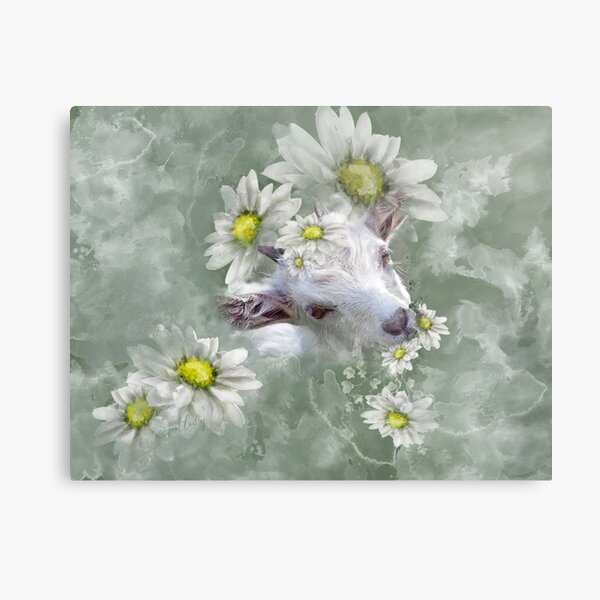 Don't Eat the Daisies Baby Goat Metal Print
