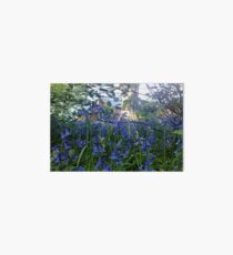 Bluebells woodland walk - Sewerby Hall Art Board