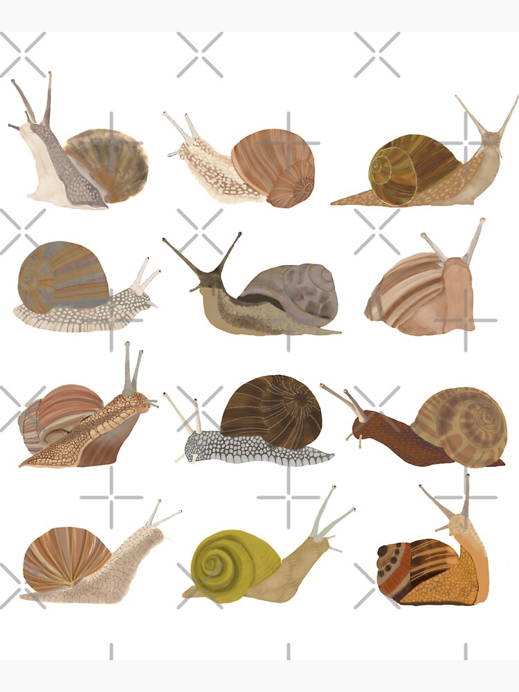 Snails by amymh