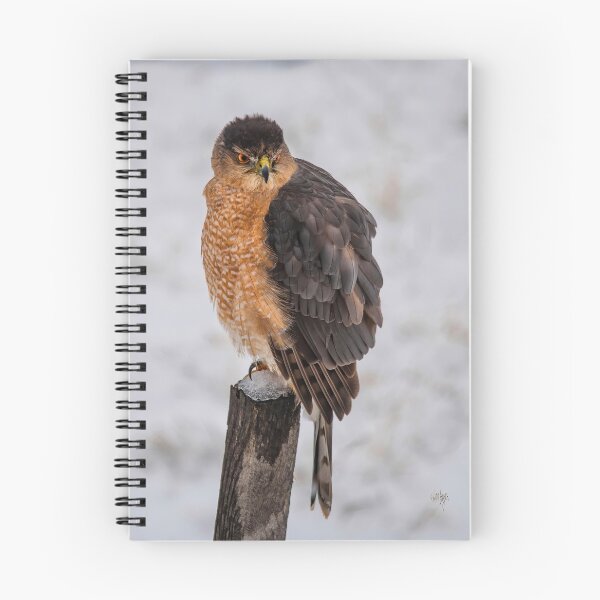 Item preview, Fluffy Cooper's Hawk In Snow designed and sold by Lois  Bryan.