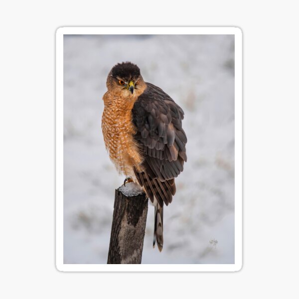 Fluffy Cooper's Hawk In Snow Sticker