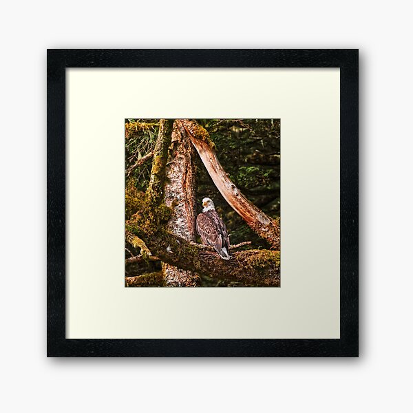 Bald Eagle 4. Framed Art Print