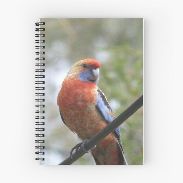 Item preview, Australian Native Juvenile Rosella. Sitting on power line. designed and sold by RitaBlom.
