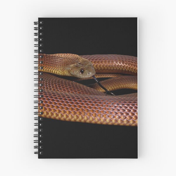 Item preview, Mulga Snake, no background designed and sold by CNZdenek.
