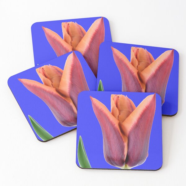 Item preview, Tulipa  'Slawa'  Triumph Tulip designed and sold by Chris Burrows.