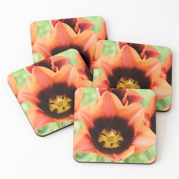 Item preview,  Tulipa 'Slawa' Triumph Tulip designed and sold by Chris Burrows.