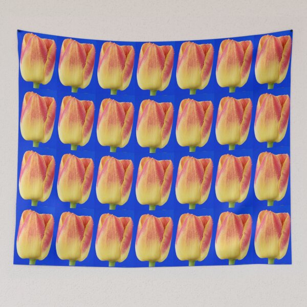 Item preview, Tulipa  'Candy Corner'   Triumph Tulip designed and sold by Chris Burrows.