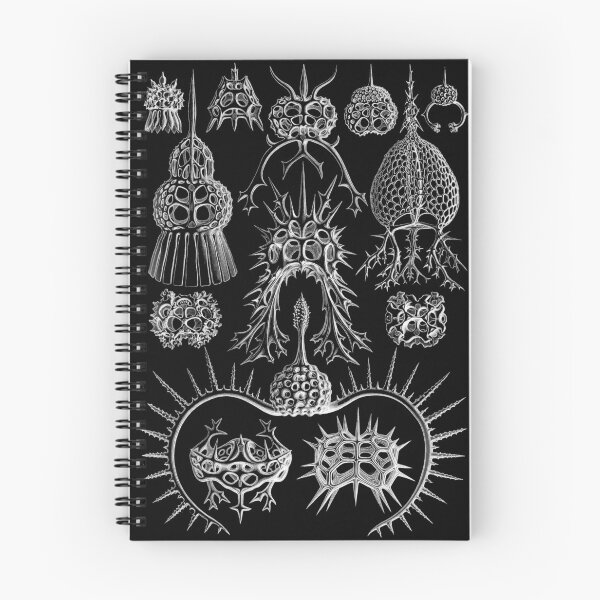 Item preview, Ernst Haeckel - Spyroidea designed and sold by ShaMiLaB.