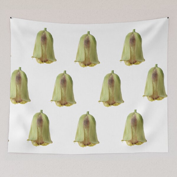 Item preview, Fritillaria acmopetala   AGM  Pointed-petal fritillary   designed and sold by Chris Burrows.