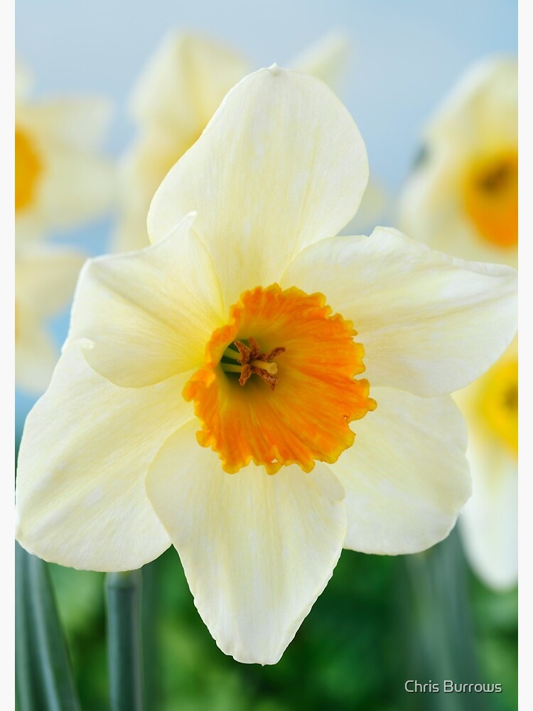 &ldquo;Narcissus &lsquo;Sempre Avanti&rsquo; Div. 2 Large-cupped Daffodil " Spiral