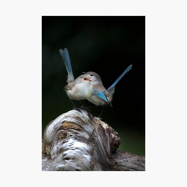 Item preview, Splendid Blue Wrens, Gwen and Bruce designed and sold by gwenthewren.