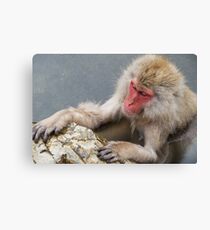 Monkey Onsen Canvas Print