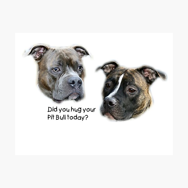 Did you hug your Pit Bull today? Photographic Print