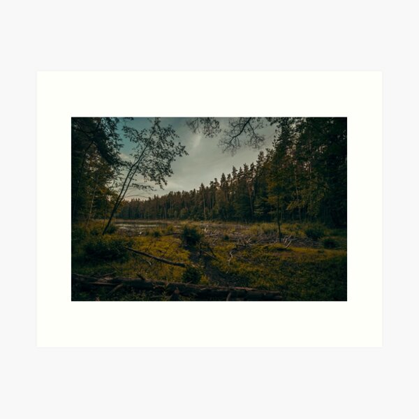 Old Forest Lake Art Print