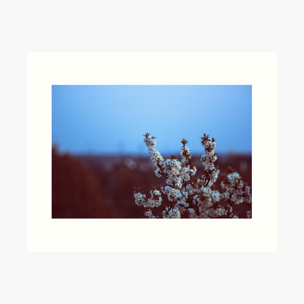 Blossom Art Print