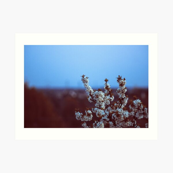 Blossom Art Print