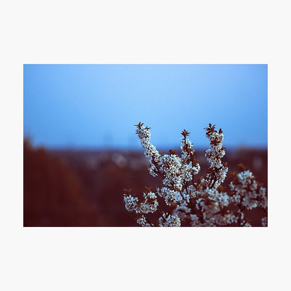 Blossom Photographic Print