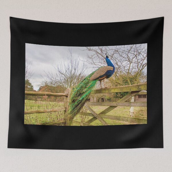 Item preview, #75 Peacock Standing Proudly on a Wooden Gate. designed and sold by phutball.